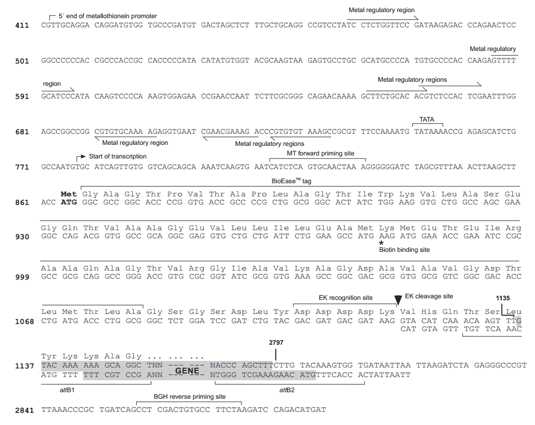 pMT-BioEase-DEST 多克隆位点 点击看大图 pMT-BioEase-DEST 多克隆位点